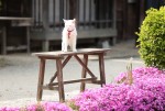 『猫侍 南の島へ行く』　白猫・玉之丞（あなご）の厳選萌え写真