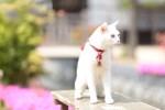 『猫侍 南の島へ行く』　白猫・玉之丞（あなご）の厳選萌え写真