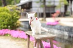 『猫侍 南の島へ行く』　白猫・玉之丞（あなご）の厳選萌え写真