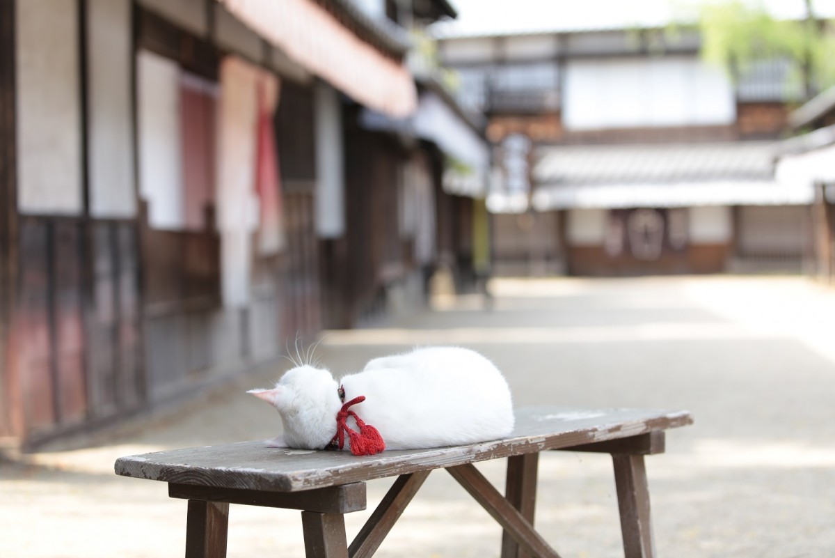 大ヒット『猫侍』厳選萌え写真公開！“猫をかわいく撮る3ヵ条”も伝授