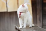 『猫侍 南の島へ行く』　白猫・玉之丞（あなご）の厳選萌え写真