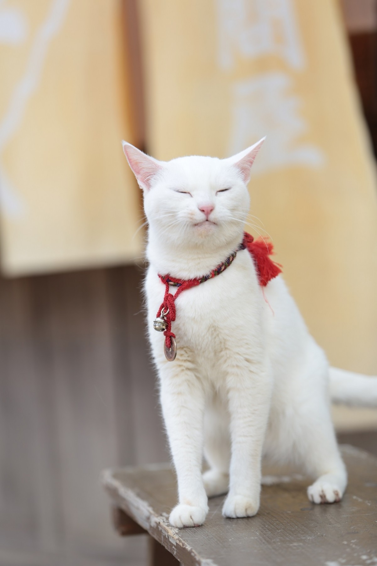 大ヒット『猫侍』厳選萌え写真公開！“猫をかわいく撮る3ヵ条”も伝授