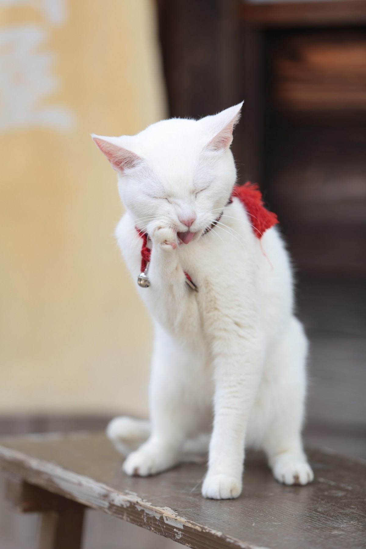大ヒット『猫侍』厳選萌え写真公開！“猫をかわいく撮る3ヵ条”も伝授