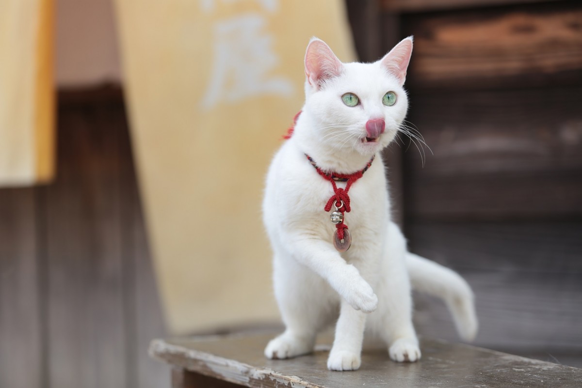 大ヒット『猫侍』厳選萌え写真公開！“猫をかわいく撮る3ヵ条”も伝授