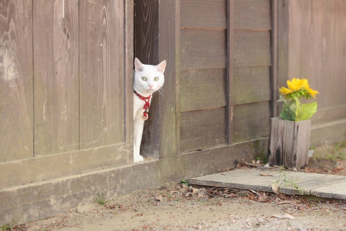 大ヒット『猫侍』厳選萌え写真公開！“猫をかわいく撮る3ヵ条”も伝授