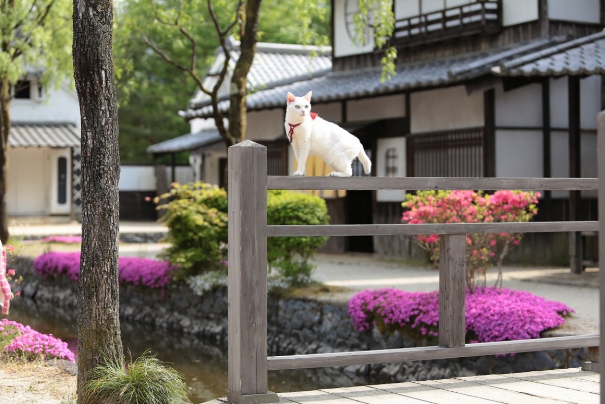 大ヒット『猫侍』厳選萌え写真公開！“猫をかわいく撮る3ヵ条”も伝授
