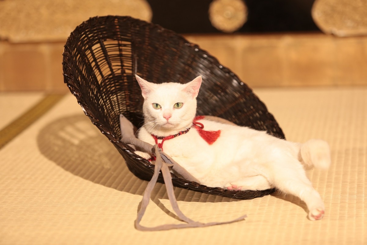 大ヒット『猫侍』厳選萌え写真公開！“猫をかわいく撮る3ヵ条”も伝授