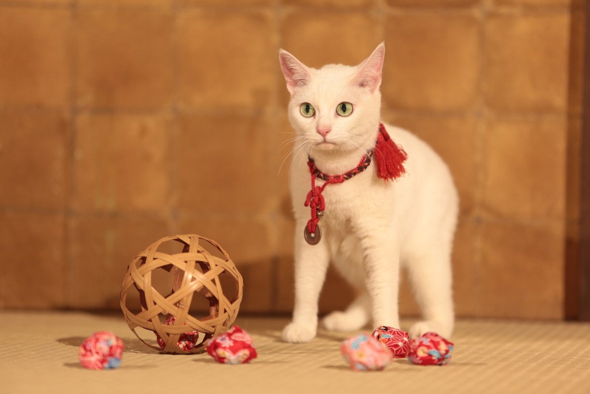 大ヒット『猫侍』厳選萌え写真公開！“猫をかわいく撮る3ヵ条”も伝授