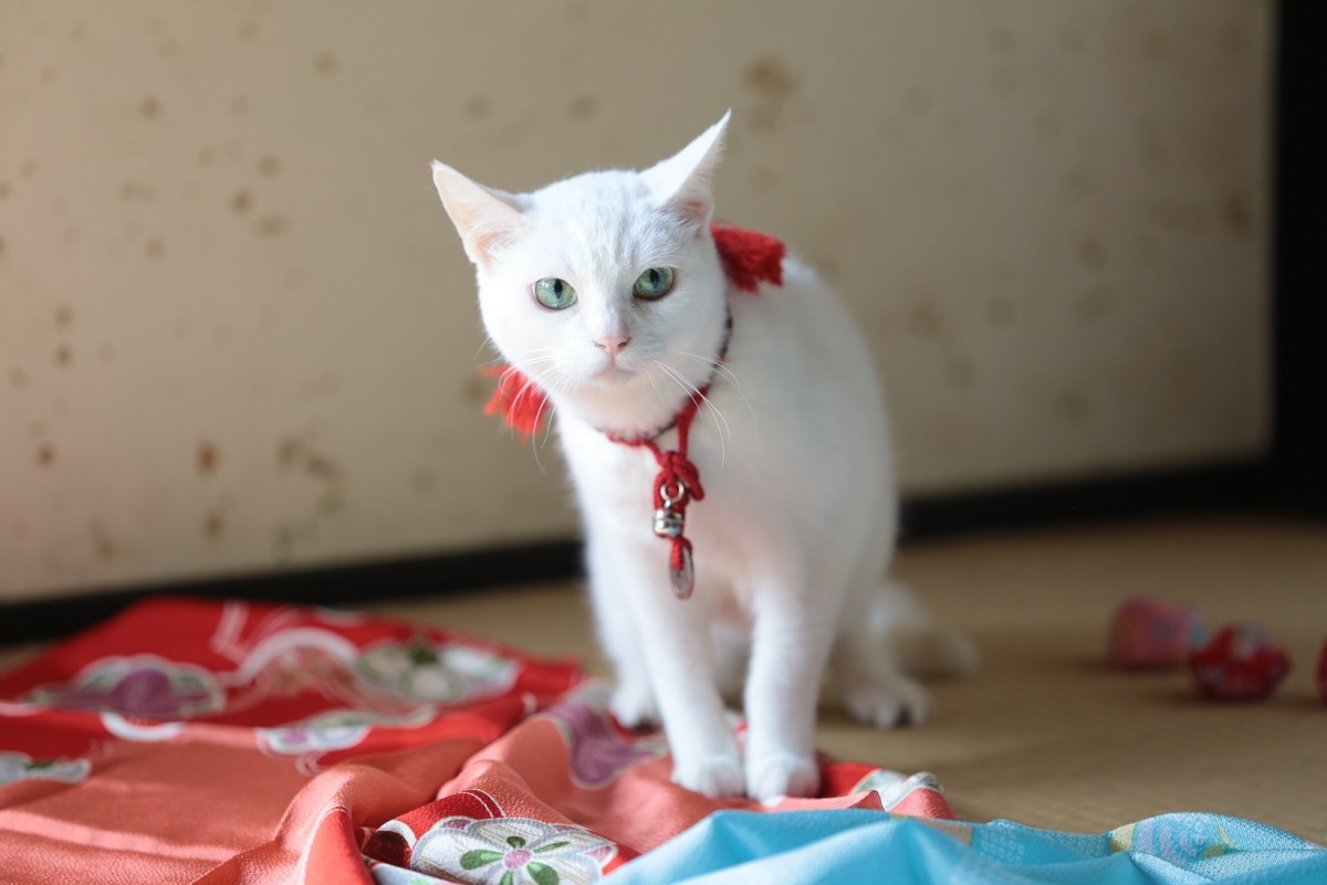 大ヒット『猫侍』厳選萌え写真公開！“猫をかわいく撮る3ヵ条”も伝授