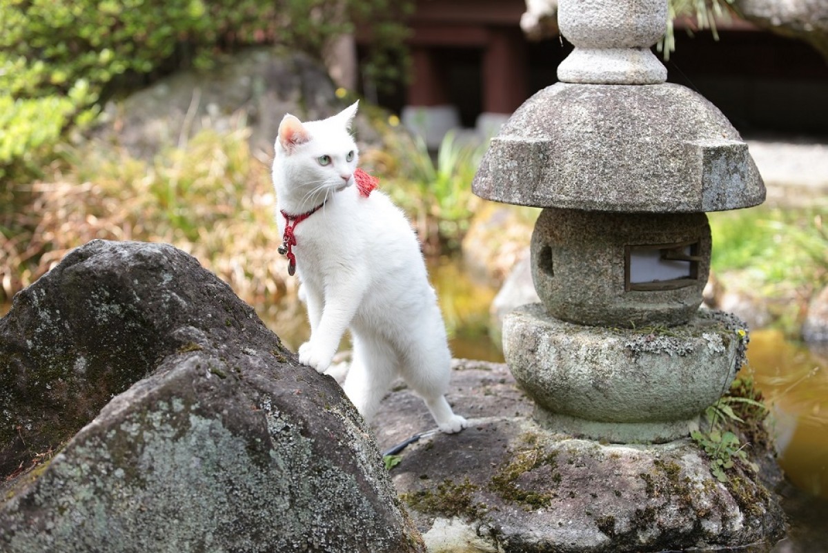 大ヒット『猫侍』厳選萌え写真公開！“猫をかわいく撮る3ヵ条”も伝授