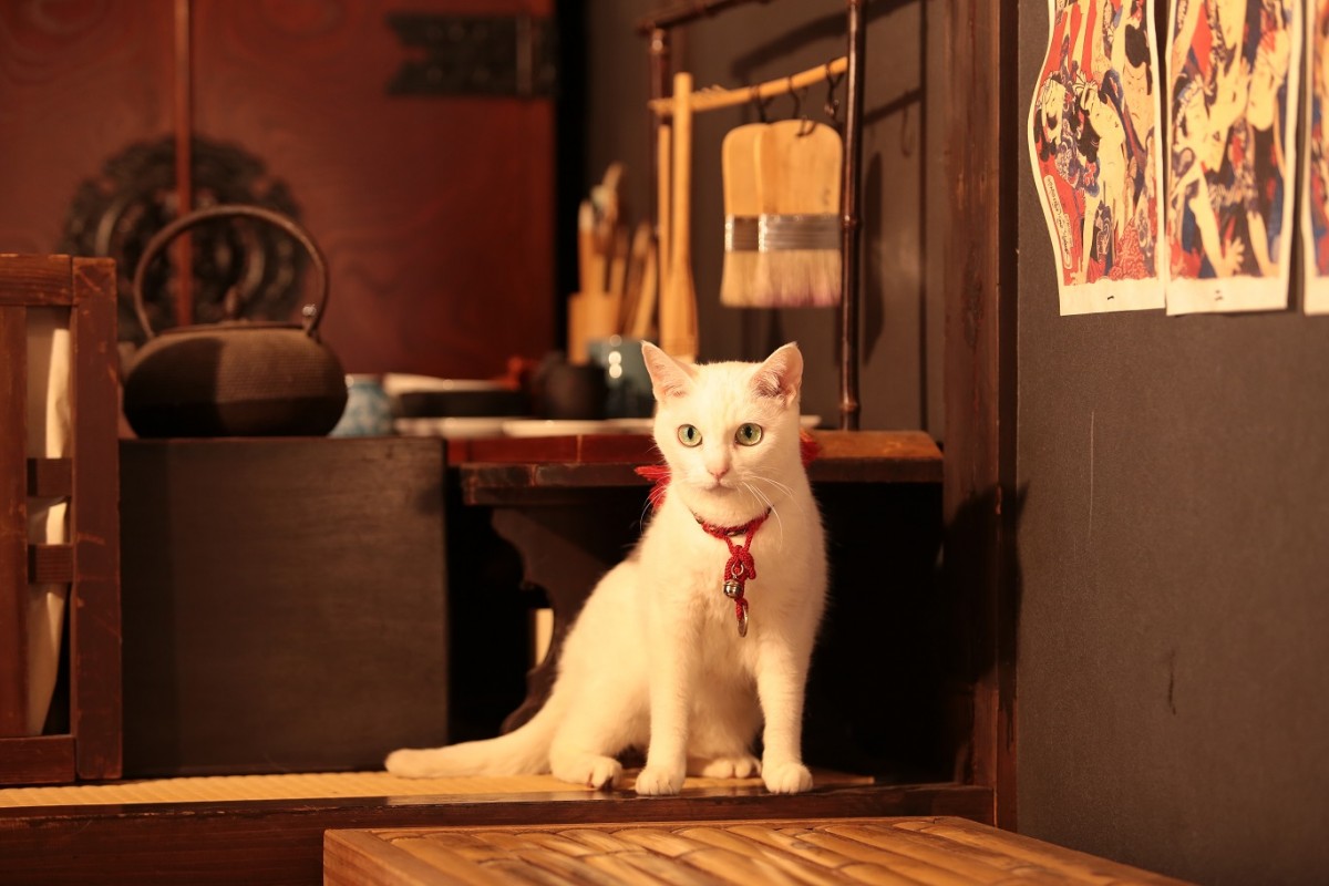 大ヒット『猫侍』厳選萌え写真公開！“猫をかわいく撮る3ヵ条”も伝授