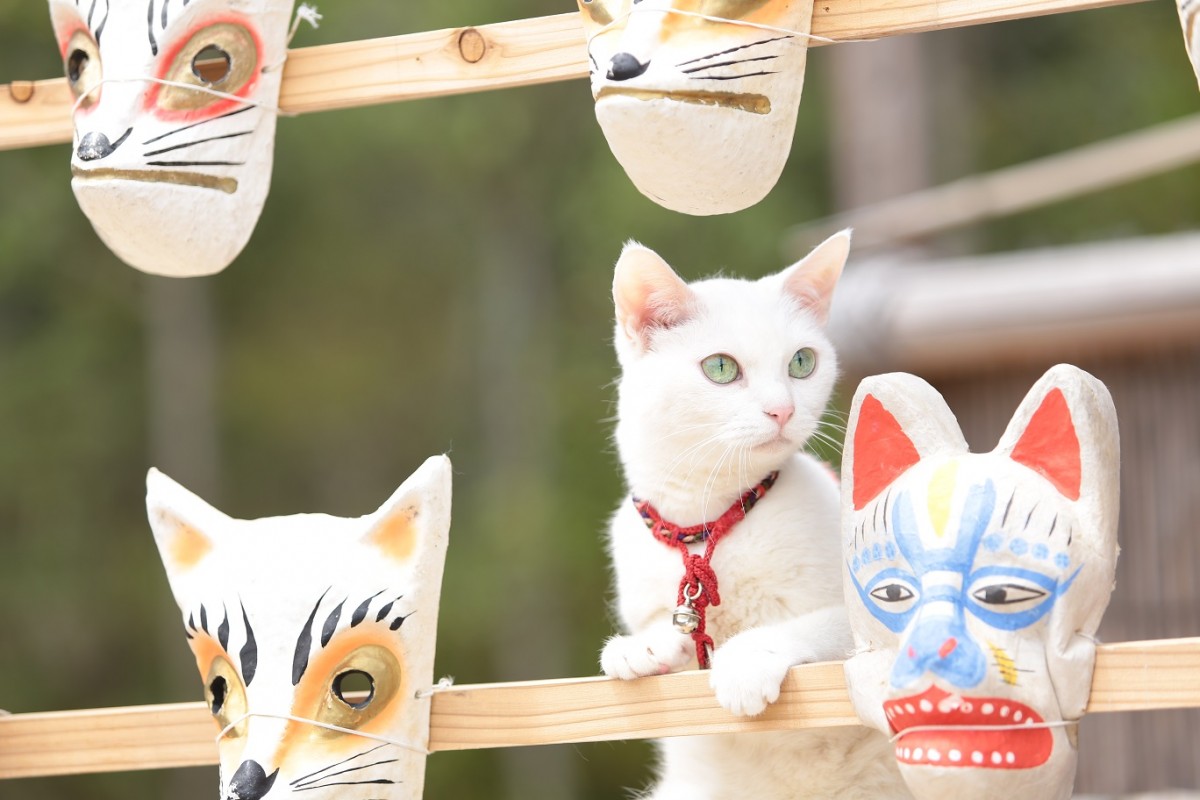 大ヒット『猫侍』厳選萌え写真公開！“猫をかわいく撮る3ヵ条”も伝授