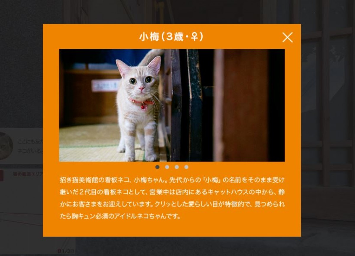 ネコ目線の地図「キャットストリートビュー」登場、街と看板猫をのんびり巡る