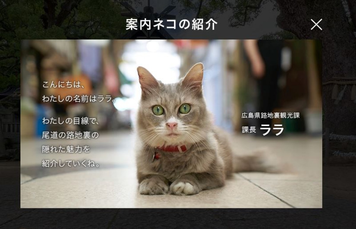 ネコ目線の地図「キャットストリートビュー」登場、街と看板猫をのんびり巡る