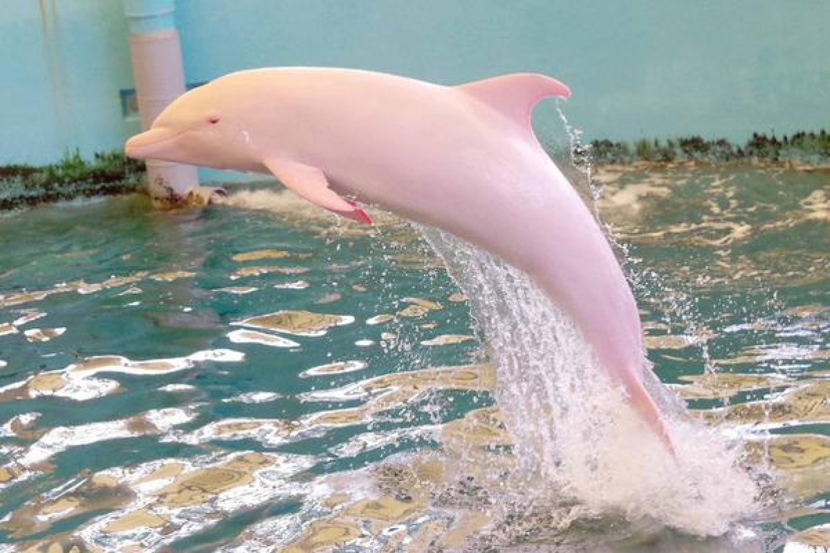 ピンクのイルカ “ピンキー” 久々に目撃情報、妊娠の可能性も