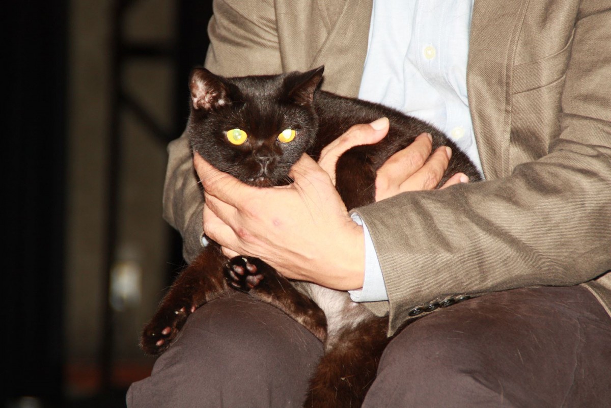 『猫侍』大人気の白猫＆黒猫、お客さんをお見送り！ 可愛さあふれる舞台挨拶