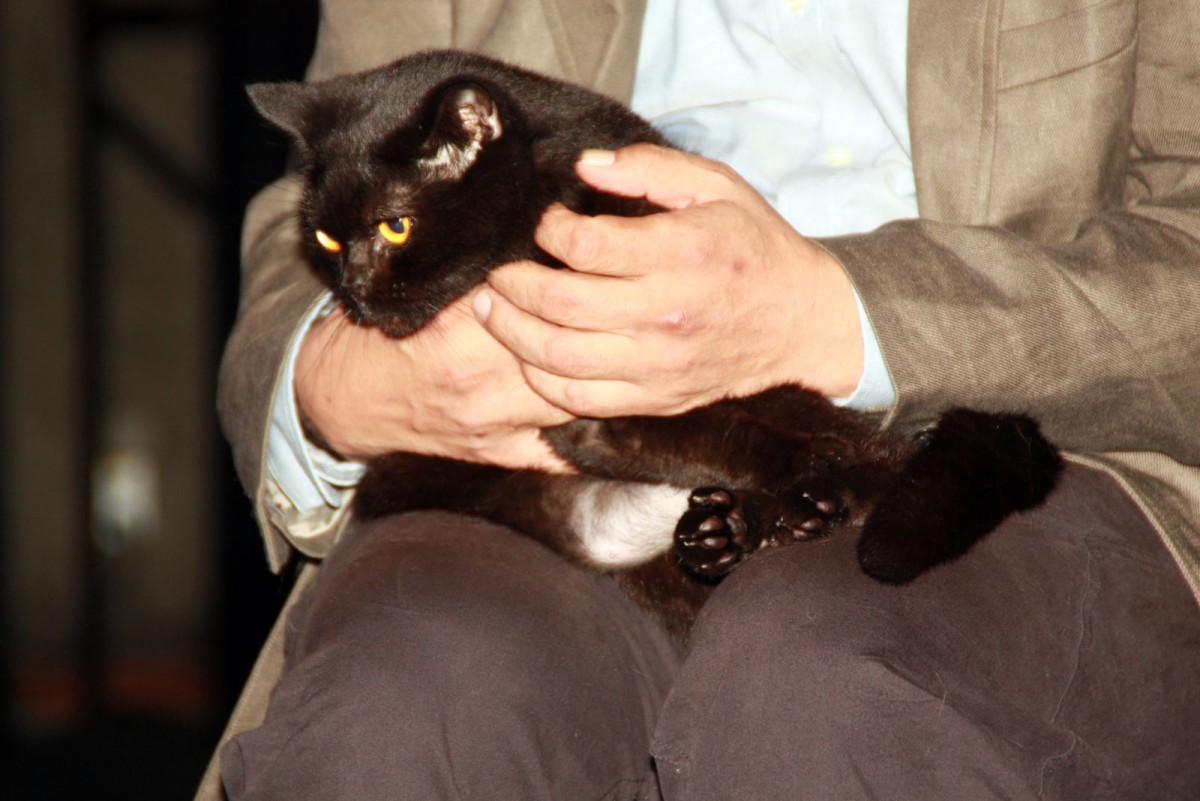 『猫侍』大人気の白猫＆黒猫、お客さんをお見送り！ 可愛さあふれる舞台挨拶