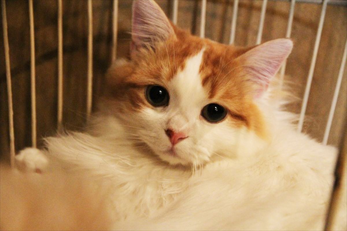 「にゃんこ映画祭」吉祥寺で初開催　猫侍、グーグー…人気作品が猫カフェ他にて上映