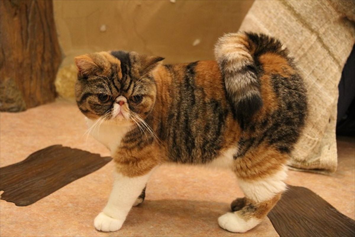 「にゃんこ映画祭」吉祥寺で初開催　猫侍、グーグー…人気作品が猫カフェ他にて上映