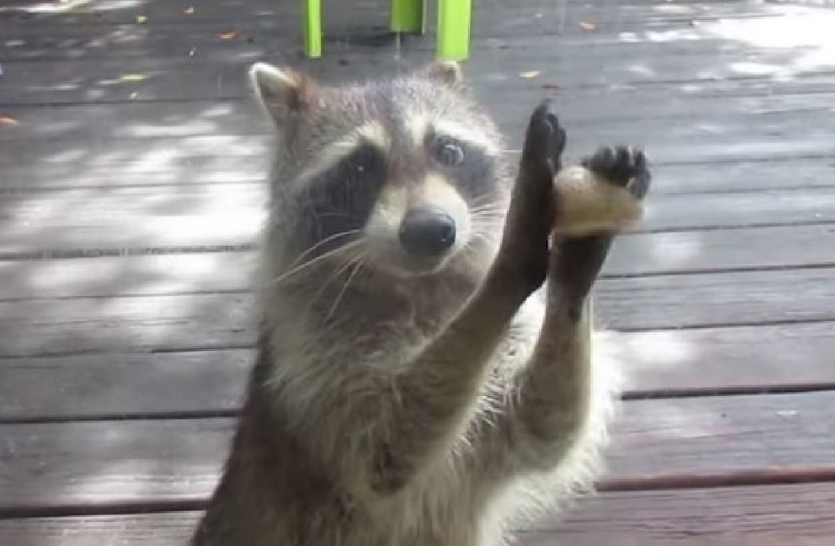 ＜動画＞アライグマ “お願い攻撃” でごはんを要求！猫のエサも食べたのに…