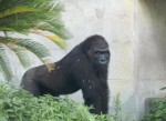 イケメンゴリラ・シャバーニ、写真集発売決定　「ついに出たか…」ネットで話題