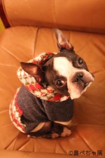 鼻ぺちゃ犬の合同写真＆物販展「鼻ペちゃ展」　TODAYS GALLERY STUDIOにて10月30日～11月15日に開催