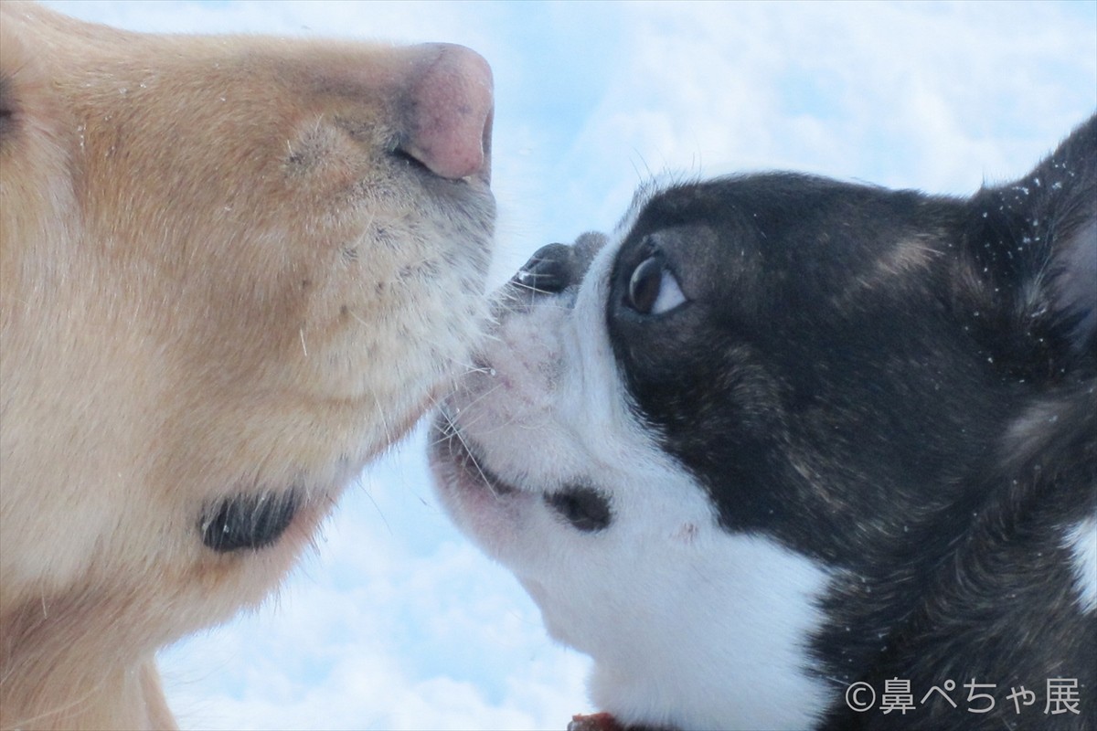 フレンチブル、パグ…“鼻ぺちゃ犬”大集合！ぶひ可愛い写真＆グッズ展開催