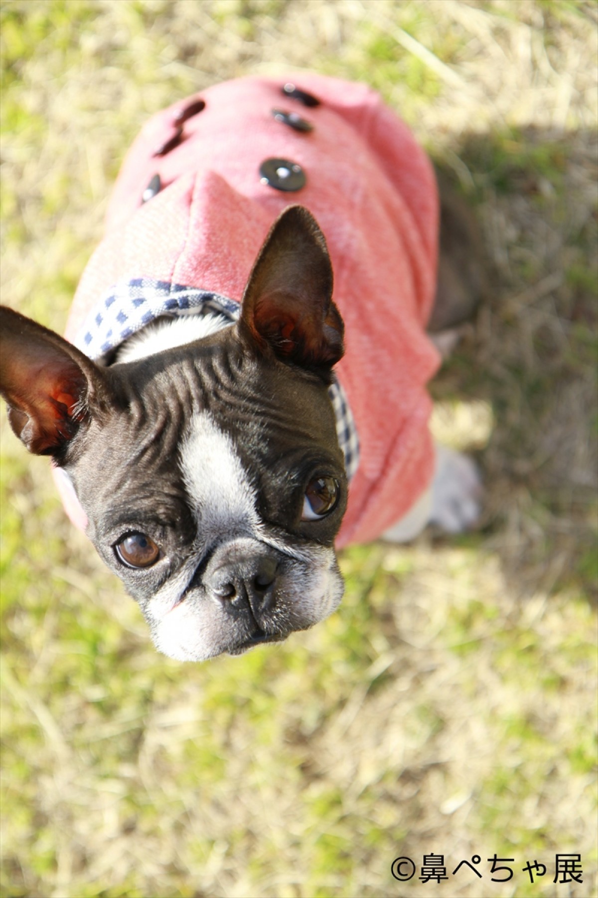 フレンチブル、パグ…“鼻ぺちゃ犬”大集合！ぶひ可愛い写真＆グッズ展開催