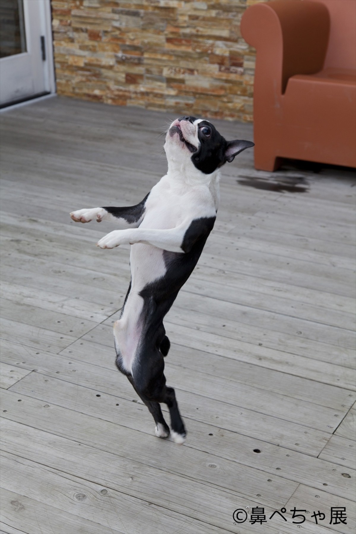 フレンチブル、パグ…“鼻ぺちゃ犬”大集合！ぶひ可愛い写真＆グッズ展開催