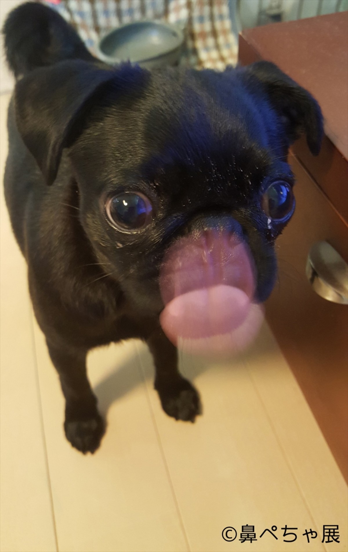 フレンチブル、パグ…“鼻ぺちゃ犬”大集合！ぶひ可愛い写真＆グッズ展開催