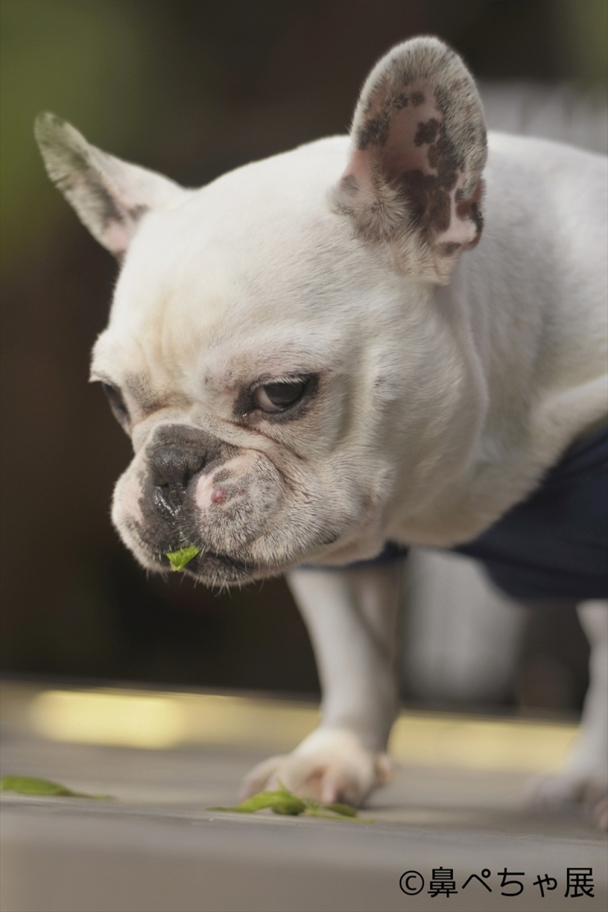 フレンチブル、パグ…“鼻ぺちゃ犬”大集合！ぶひ可愛い写真＆グッズ展開催