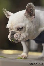 鼻ぺちゃ犬の合同写真＆物販展「鼻ペちゃ展」　TODAYS GALLERY STUDIOにて10月30日～11月15日に開催