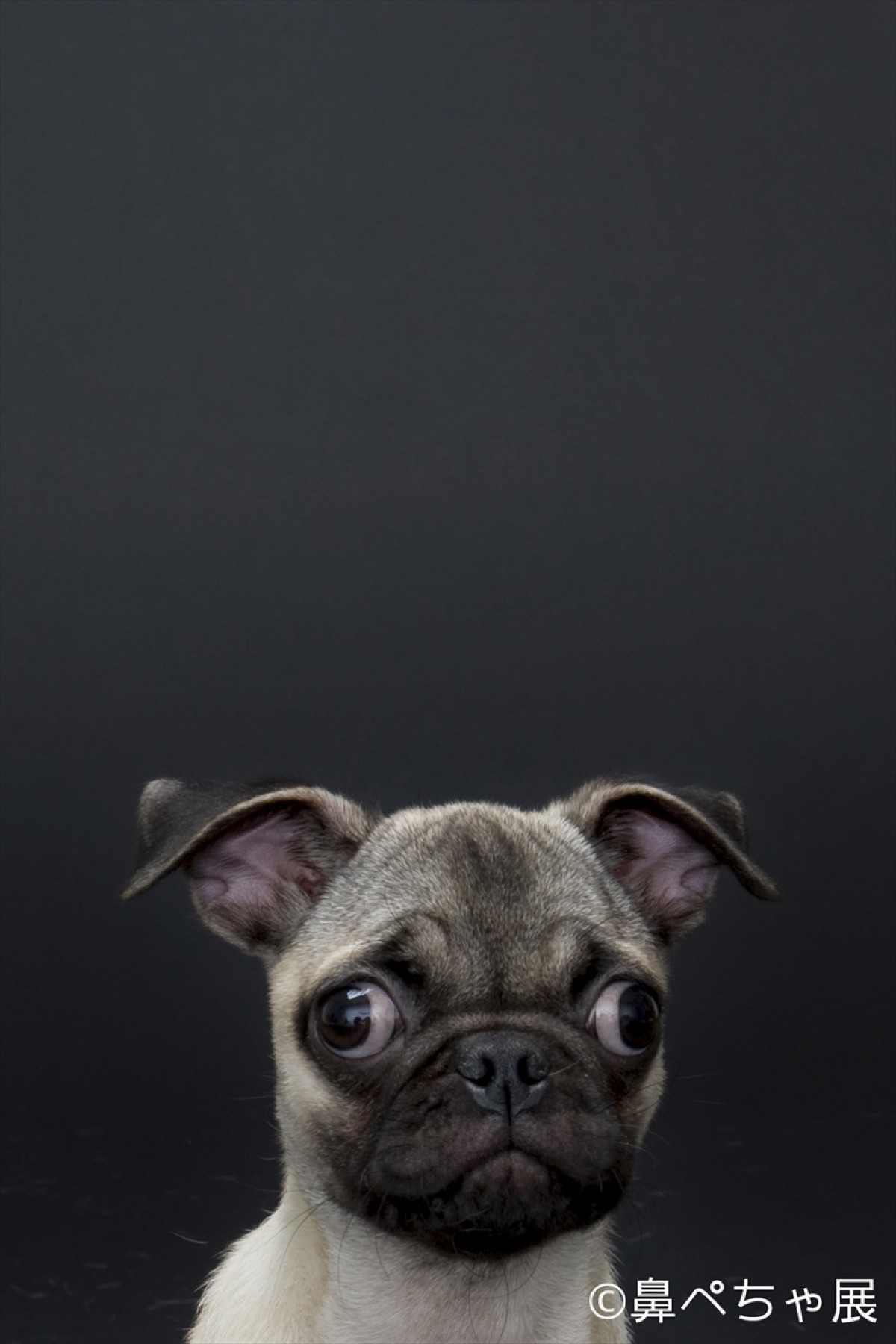 フレンチブル、パグ…“鼻ぺちゃ犬”大集合！ぶひ可愛い写真＆グッズ展開催