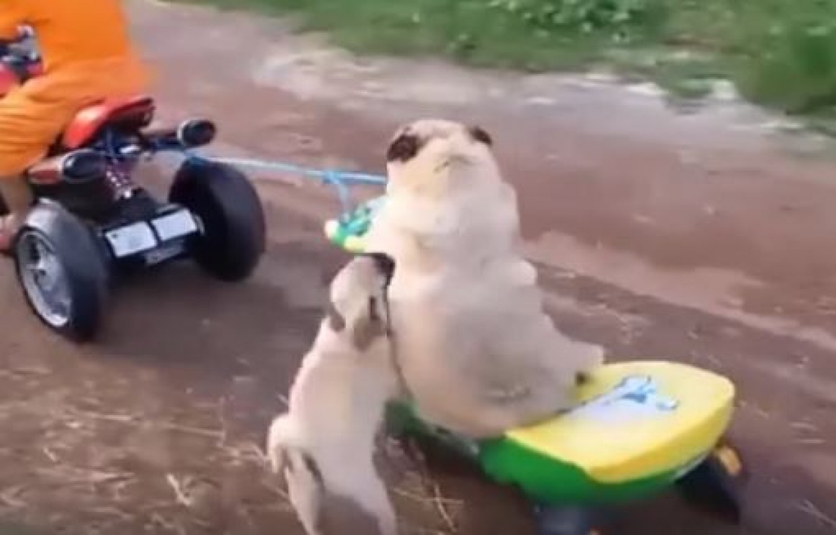 「ぼくも乗せて！」ミニバイクに乗りたい子パグと譲らない親パグ