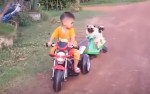 ミニバイクに乗りたい子パグと譲らない親パグ