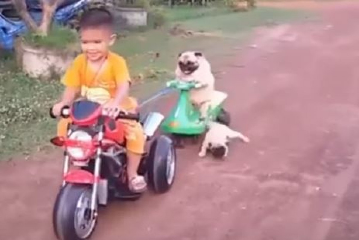 「ぼくも乗せて！」ミニバイクに乗りたい子パグと譲らない親パグ