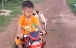 ミニバイクに乗りたい子パグと譲らない親パグ