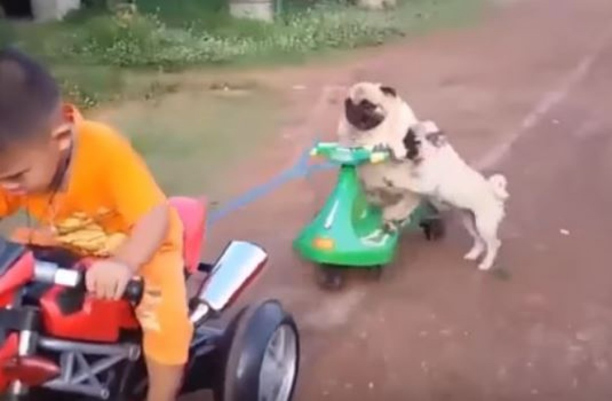 「ぼくも乗せて！」ミニバイクに乗りたい子パグと譲らない親パグ