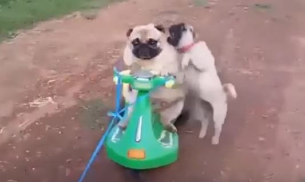 「ぼくも乗せて！」ミニバイクに乗りたい子パグと譲らない親パグ