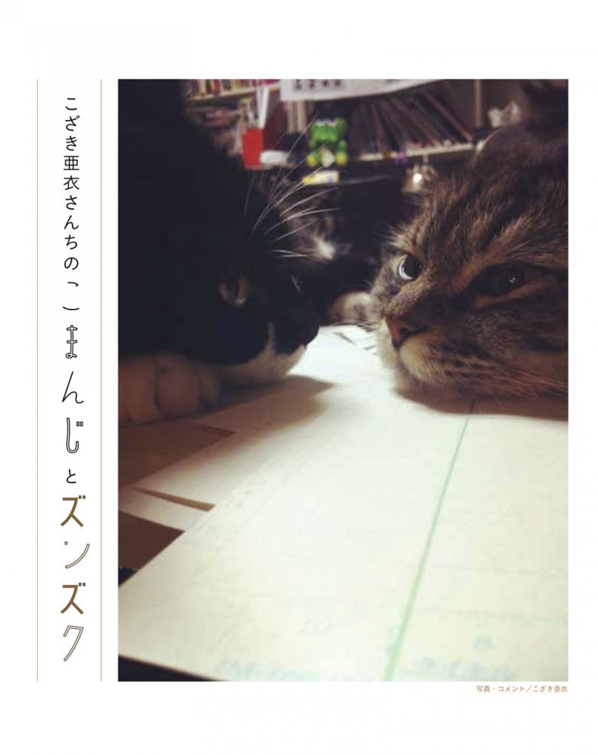 いくえみ綾・二ノ宮知子ら漫画家が “うちの猫” を紹介　写真集『漫画家の猫』