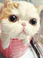 可愛いと話題のマンチカンの子ねこちゃん