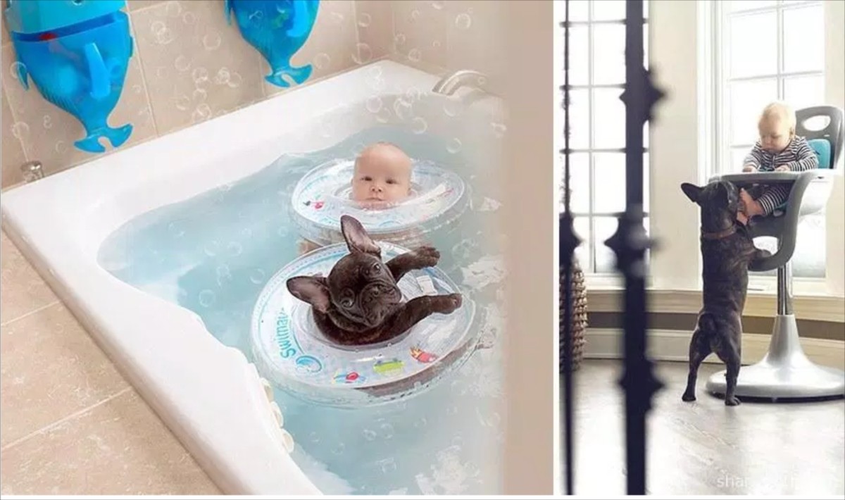 同じ誕生日の子犬と赤ちゃん、仲良し“兄弟”いつでも一緒の写真が話題に