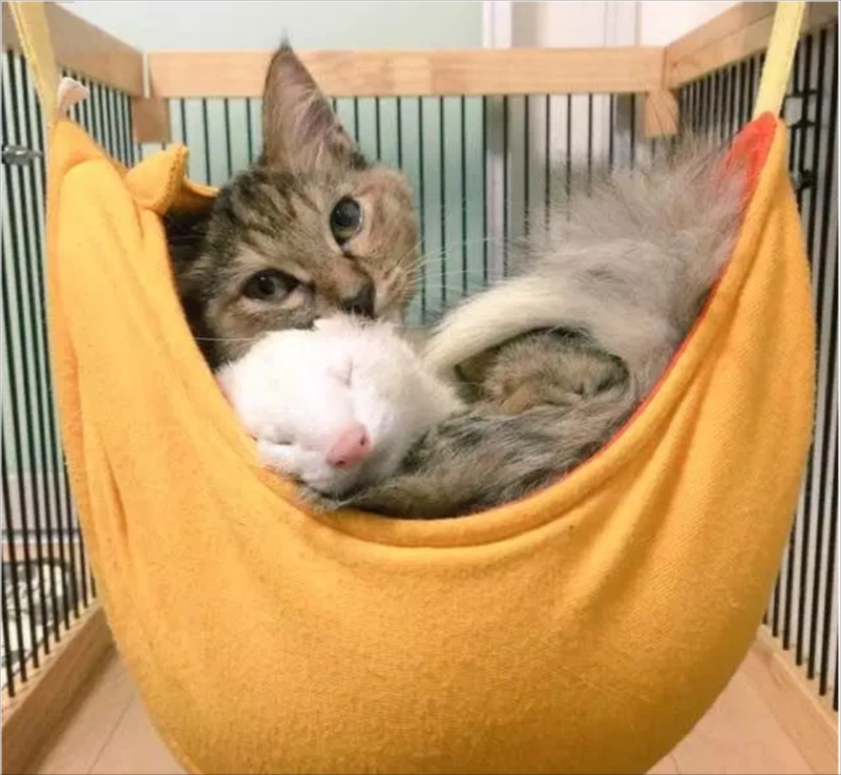 子猫がフェレットの養子に　7兄弟の仲良し写真にほっこり