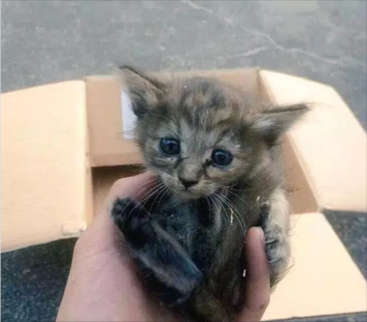 子猫がフェレットの養子に　7兄弟の仲良し写真にほっこり