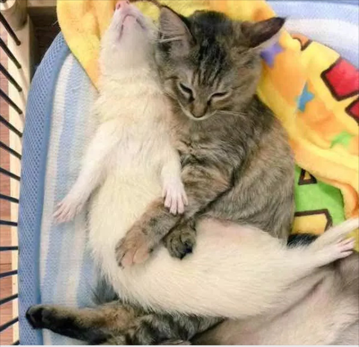 子猫がフェレットの養子に　7兄弟の仲良し写真にほっこり