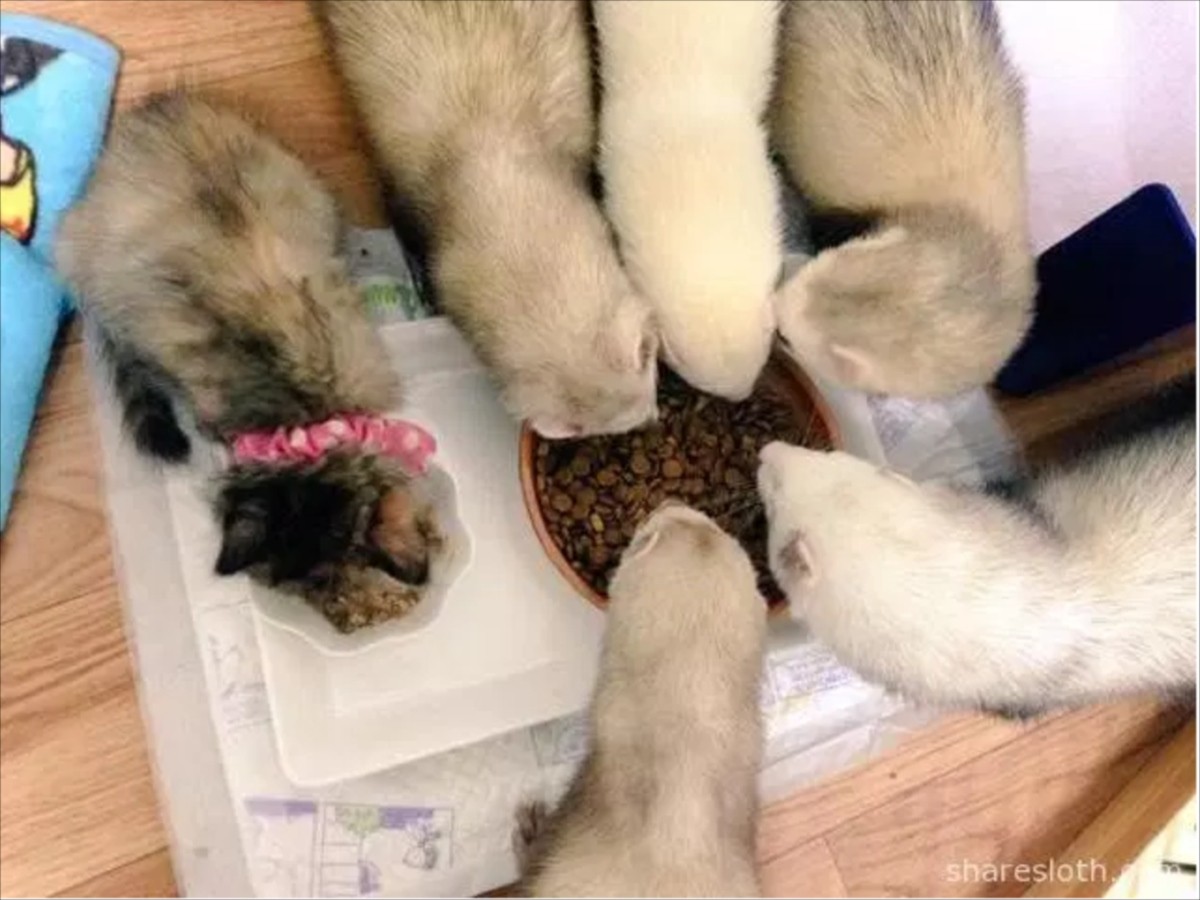 子猫がフェレットの養子に　7兄弟の仲良し写真にほっこり