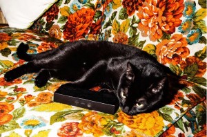 “猫のための音楽” が登場、リラックス効果でメロメロになる猫ちゃん続出