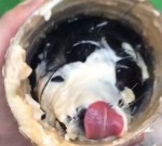 食いしん坊ワンちゃん、ドレッシングの容器から頭が抜けない→それでも舐め続ける