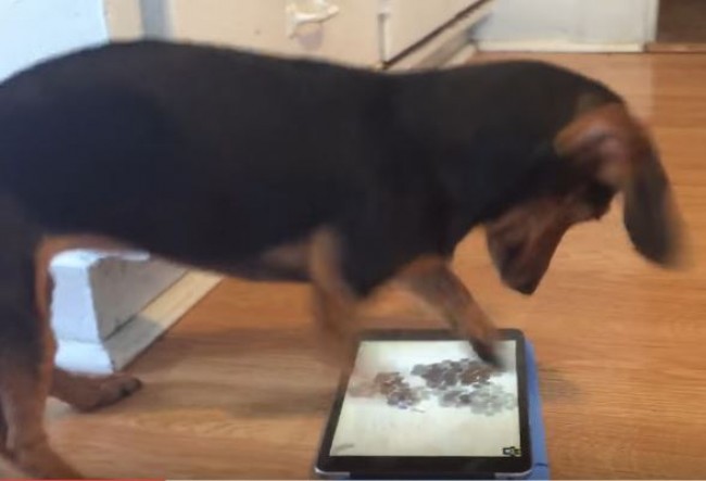 iPadゲームに夢中なワンコ