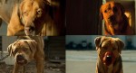 『ホワイト・ゴッド 少女と犬の狂詩曲』より、演技が絶賛されたルークとボディの兄弟犬